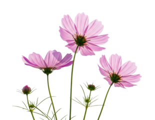 Pink cosmos flowers transparent background cutout png