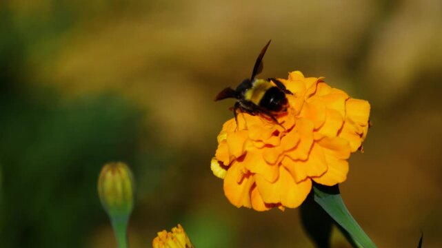 A large, shiny black Violet Carpenter Bee is collecting pollen from a bright orange double-flowered Marigold.