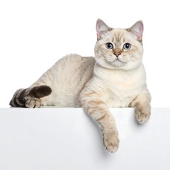 Obraz premium A regal feline, cream-colored with striking blue eyes, lounges on a white surface