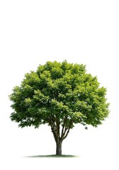 Fototapeta premium A solitary, perfectly shaped deciduous tree thrives under bright daylight, featuring lush green foliage and sturdy branches, symbolizing growth and tranquility ,summer ,daylight ,perfect