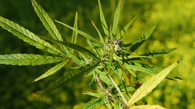 Cannabis or marijuana plant blooming with sunshine in a yellow mustard field bokeh background.