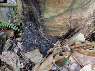 Obraz premium Termites are social insects that consume wood, build colonies, and impact ecosystems and human structures.