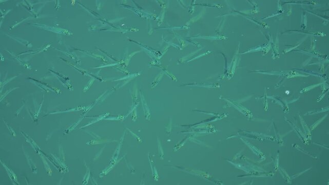 A school of small fish swimming near the water surface o the Mediterranean sea
