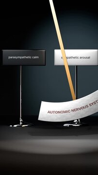 Autonomic nervous system cycles between parasympathetic calm and sympathetic arousal. Visualizing a pattern of autonomic nervous system that swings between extremities.