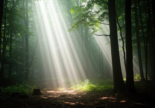 Bright shafts of light cutting through misty air, creating striking volumetric patterns in a darkened space or dense natural forest setting ,sunlight ,background ,shafts of light