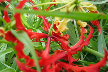 Wild forest orchids grow naturally on trees, displaying delicate flowers, vibrant colors, and ecological importance.