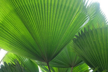 Broadleaf plants feature wide leaves, supporting photosynthesis, shade, biodiversity, landscaping, and ecological balance worldwide ecosystems.