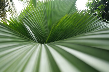 Broadleaf plants feature wide leaves, supporting photosynthesis, shade, biodiversity, landscaping, and ecological balance worldwide ecosystems.