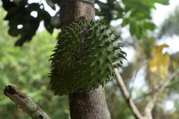 Soursop is a tropical fruit with spiky green skin, creamy white flesh, and sweet flavor.