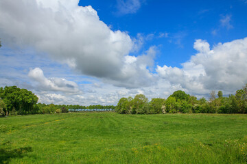 Fototapeta premium Green fields and trees in Dutch countryside