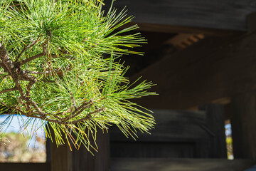 日本家屋と松の木