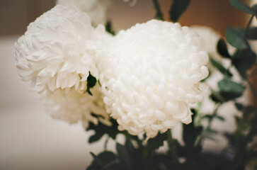 A bouquet of white chrysanthemums sits on a table in the living room as a decorative element. Close-up, selective focus.