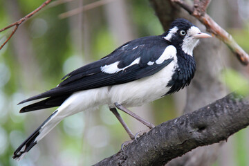 magpie-lark in a park in sydney in australia 