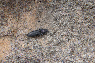 insect (beetle ?) at the blue mountains in australia