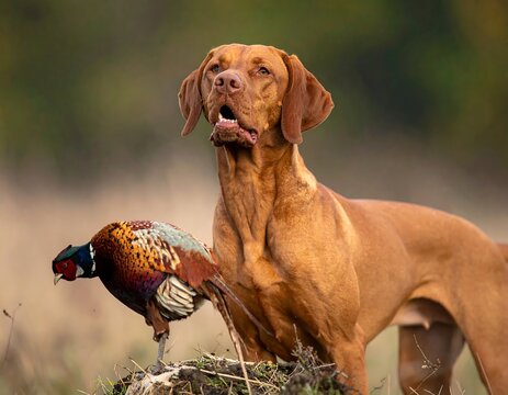 A pointing dog stares above a colorful pheasant, both amidst a blurred natural backdrop