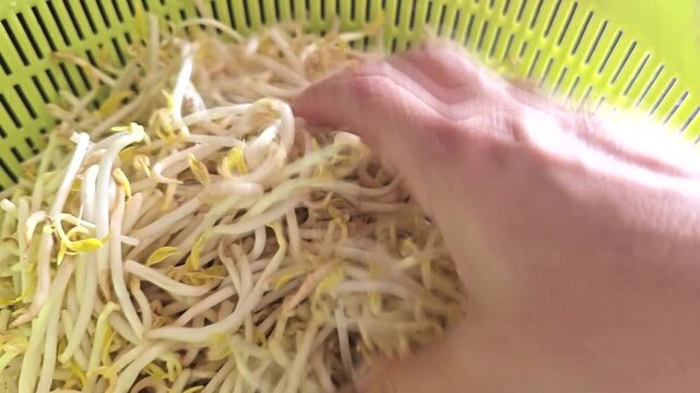 checking bean sprout, close up.