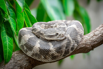 Obraz premium Coiled snake resting on a branch in a vibrant jungle setting Generative AI