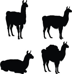 Obraz premium Llama silhouette vector, standing sitting loaded poses, wild livestock clipart, black animal graphic, isolated peaceful posture design