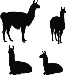 Obraz premium Llama silhouette vector, standing and lying poses, wild animal clipart, black graphic design, isolated livestock icon, peaceful posture