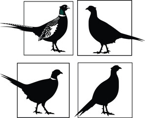 Silhouette and detailed pheasant bird illustrations, side view poses, perfect for wildlife, nature, hunting themes, vector graphics, editable design.