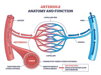 Arteriole anatomy and function shown through microcirculation, arteriole feeds capillary bed to venule, controlling blood flow and pressure. Outline diagram