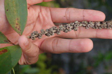 Gelam is a medicinal tree providing essential oils, timber, honey, and ecological protection benefits widely.