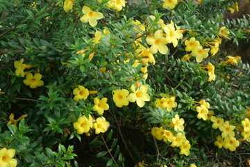 Bright yellow flowers bloom vividly, radiating warmth, cheerfulness, natural beauty, and uplifting garden charm.