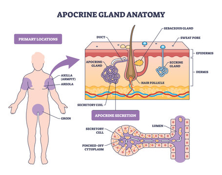 Apocrine gland anatomy depicts sweat gland structure and secretion, highlighting apocrine coil, hair follicle, and eccrine gland while mapping skin layers and key body sites. Outline diagram