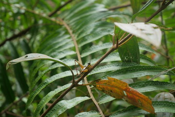 Grasshoppers are agile insects found worldwide, known for powerful jumps, green camouflage, and plant-eating habits.