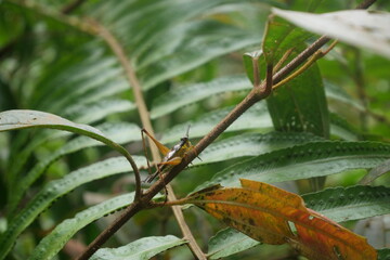 Grasshoppers are agile insects found worldwide, known for powerful jumps, green camouflage, and plant-eating habits.