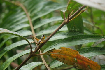 Grasshoppers are agile insects found worldwide, known for powerful jumps, green camouflage, and plant-eating habits.