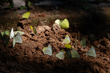 Butterfly feeding on ground at Pang Sida National Park Thailand