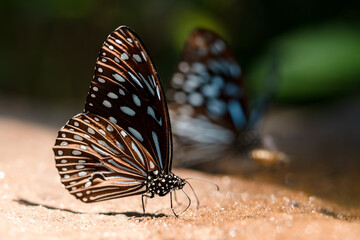 Butterfly feeding on ground at Pang Sida National Park Thailand