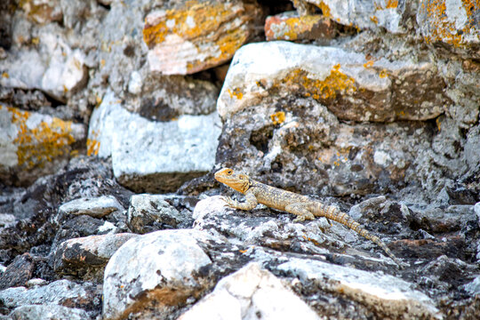 Lizard camouflaged on rocks. Starred Agama, Laudakia stellio, basking in the sun. Animal. Reptile. No people, nobody. Horizontal photo.