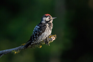 Lesser spotted Woodpecker (Dryobates minor) in a natural habitat