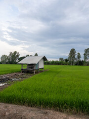Rustic Hut in Lush Green Rice Paddy Field.