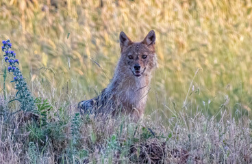 Golden Jackal in a natural habitat