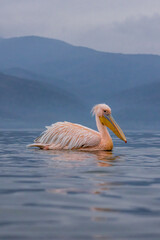 White Pelican of Kerkini Lake