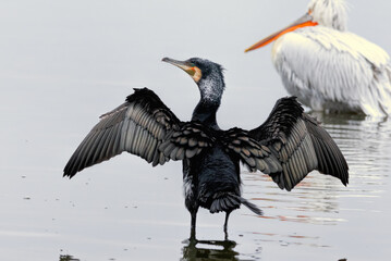 Great Cormorant (Phalacrocorax carbo) in natural habitat