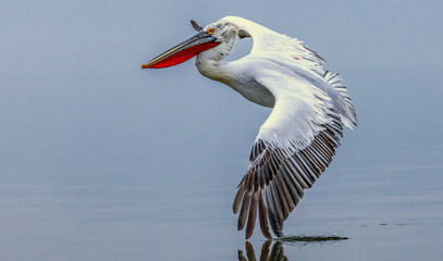 Dalmatian Pelican of Kerkini Lake