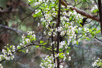 Spring blooming white pear flowers on tree branches. Blurred branches, leaves and bushes in the background. Colorful colors of greenery