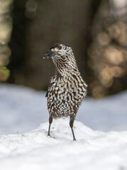 Spotted Nutcracker (Nucifraga caryocatactes) in a natural habitat