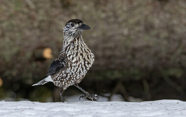 Spotted Nutcracker (Nucifraga caryocatactes) in a natural habitat
