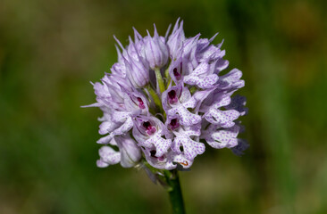 Three-toothed Orchid (Orchis tridentata) in natural habitat