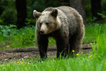 Fototapeta premium Brown Bear close up portrait in the nature