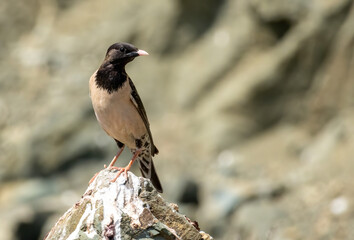 Rosy starling (pastor roseus) perched on a rock