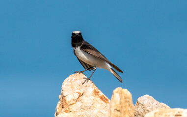 Pied Wheatear in a natural habitat
