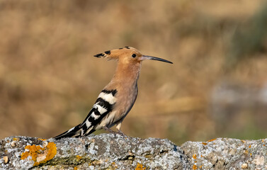 Hoopoe sitting on dirty road in early morning