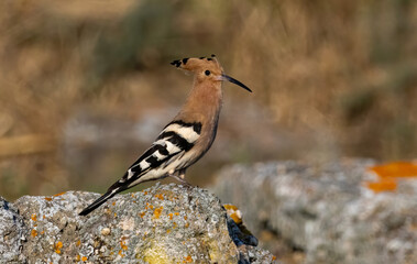 Hoopoe sitting on dirty road in early morning