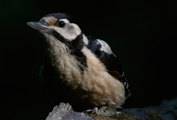 Great Spotted Woodpecker (Dendrocopos major) in forest